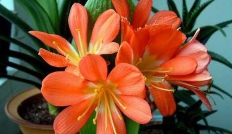 自带“贵气”的3种花,养家里1盆,开花富贵、阳台变成小花园!