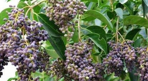  食疗|默默带你认识一味中药——女贞子！食疗小方分享给大家，建议收藏