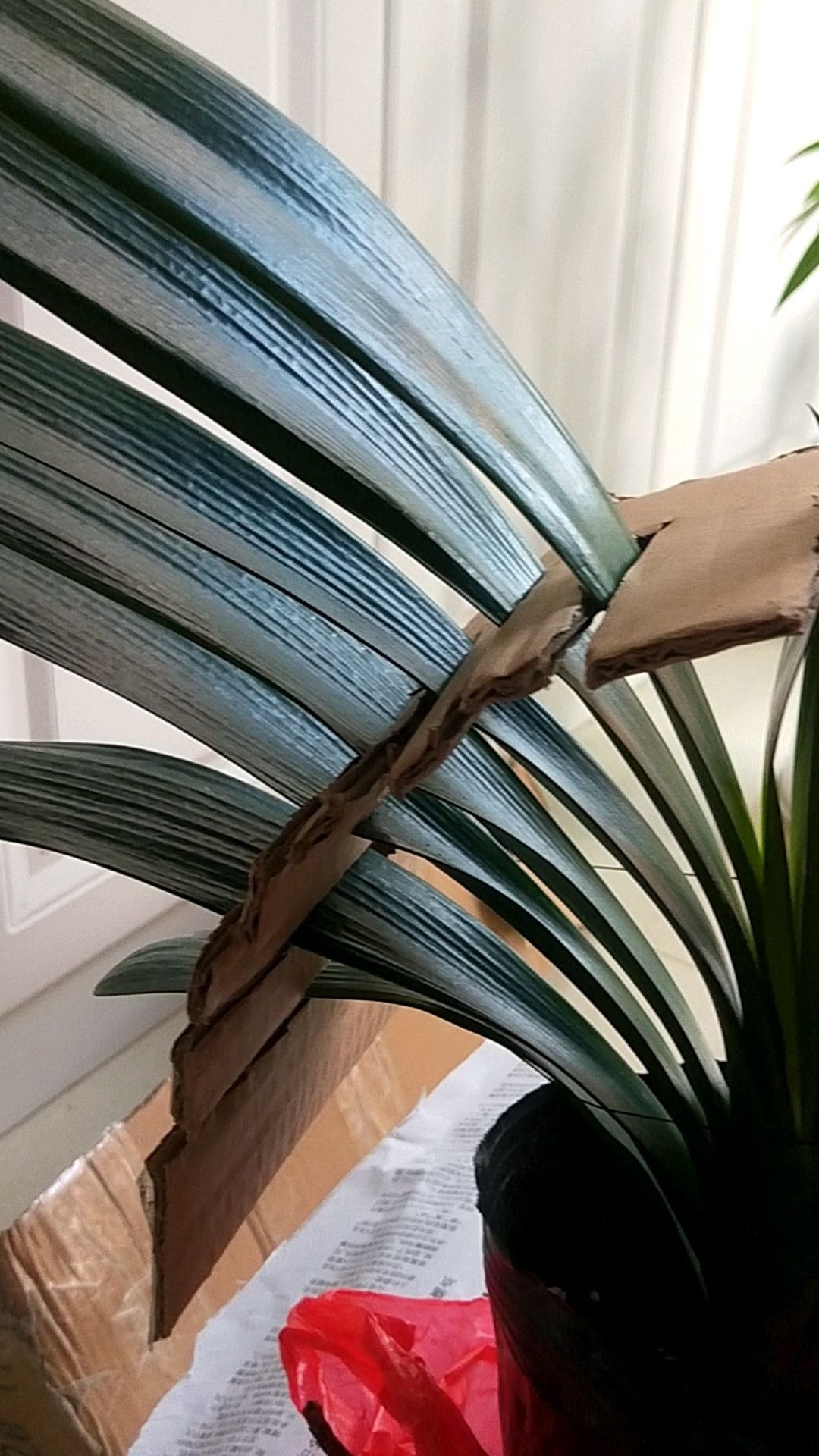 叶片|君子兰夹箭不开花,找根棉签擦一下,花箭立马钻出来!