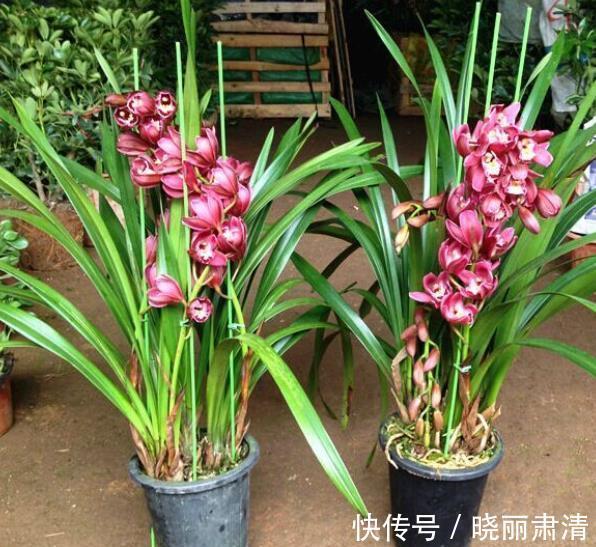 想要养好惠兰?关键要做好3件事,长新芽冒花苞,喜欢兰花快看看