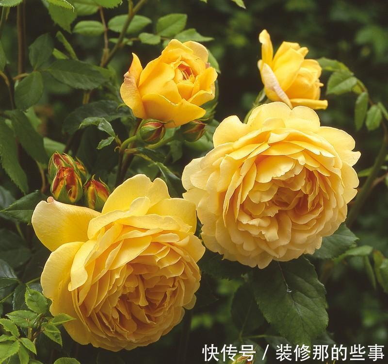 修剪|月季入夏之后的养护,要提前做好准备,避免养护错误,影响开花