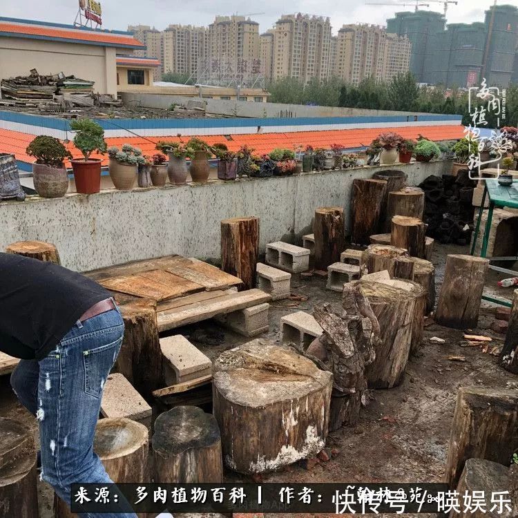 多肉花园梦青春正好,梦想趁早,别坐等自己变老!