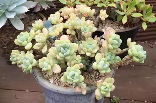 繁殖多肉的途径：砍头茎插、拿叶子催根育苗