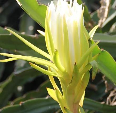 霸王花|咳嗽老是不好,多吃一花,润肺止咳见效快,女性常吃肌肤更显年轻