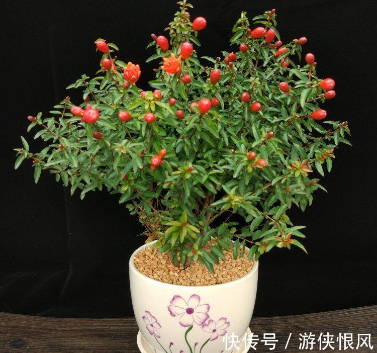 老话说,冬至前家中摆上这3种“吉祥花”,寓意大吉大利事事顺利