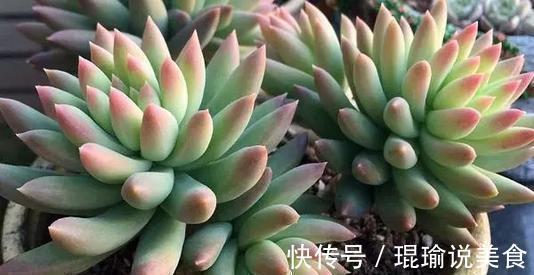 6种普货多肉,颜值高好养护,长成悬崖桩,看起来真过瘾!