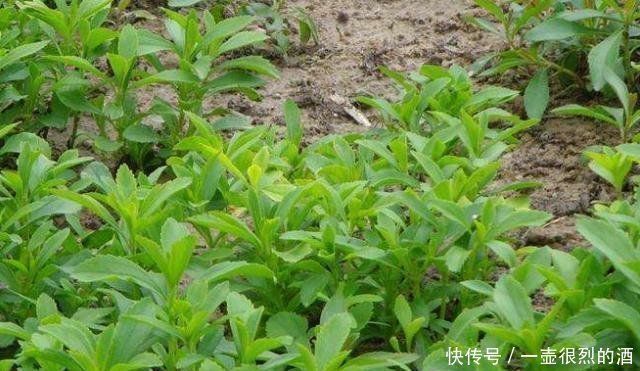 植物|农村一种“野草”,比白糖还甜50倍,却是天然“降糖药”,珍贵