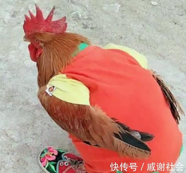 衣服|4岁儿子怕大公鸡冷,硬要给公鸡穿衣服,随后画面,宝妈笑喷了