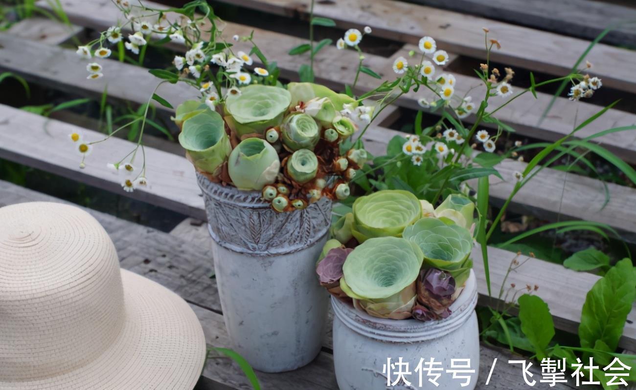 高手|这1点没做好,多肉颜值会下降!看看高手怎么处理枯叶