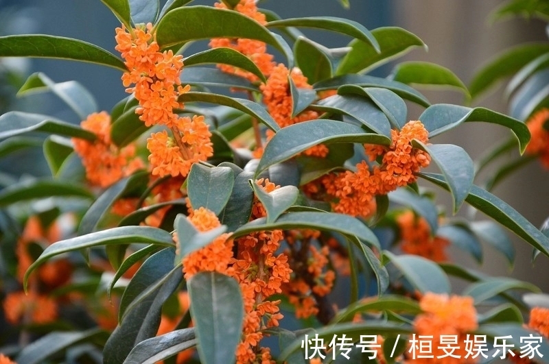 桂花的叶芽和花芽长啥样,养好几年的桂花不开花怎么办只需2点