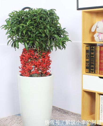 富贵|适合客厅养的5种漂亮花,喜庆大气又吉祥,幸福感满满