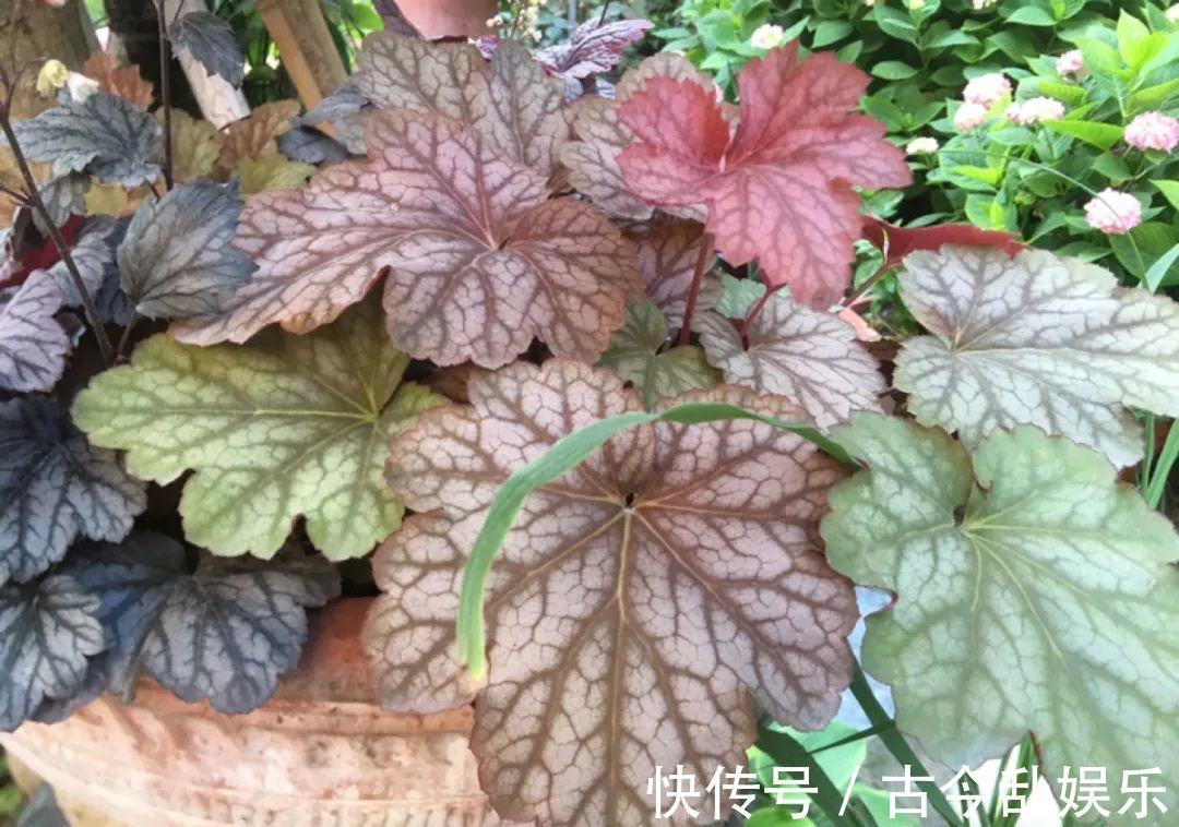 天竺葵|适合秋天养的12种花，耐阴又耐寒，秋冬长得更精神