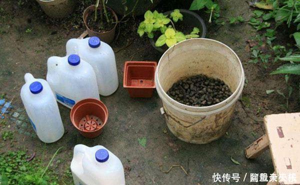 “1种水”浇君子兰,7天冒出“大白根”,30天枝叶油绿,冒花芽