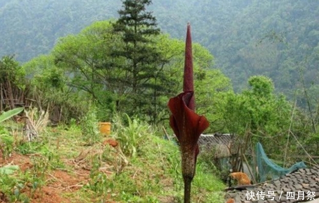 通体|大叔院外发现不明植物,通体黑色近两米,找了县里专家,结果意外