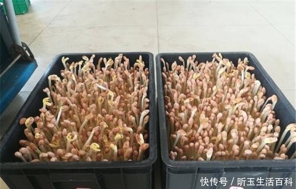 种植|酷似豆芽菜，种植7天可上市，一斤6元热销，种的人还不多