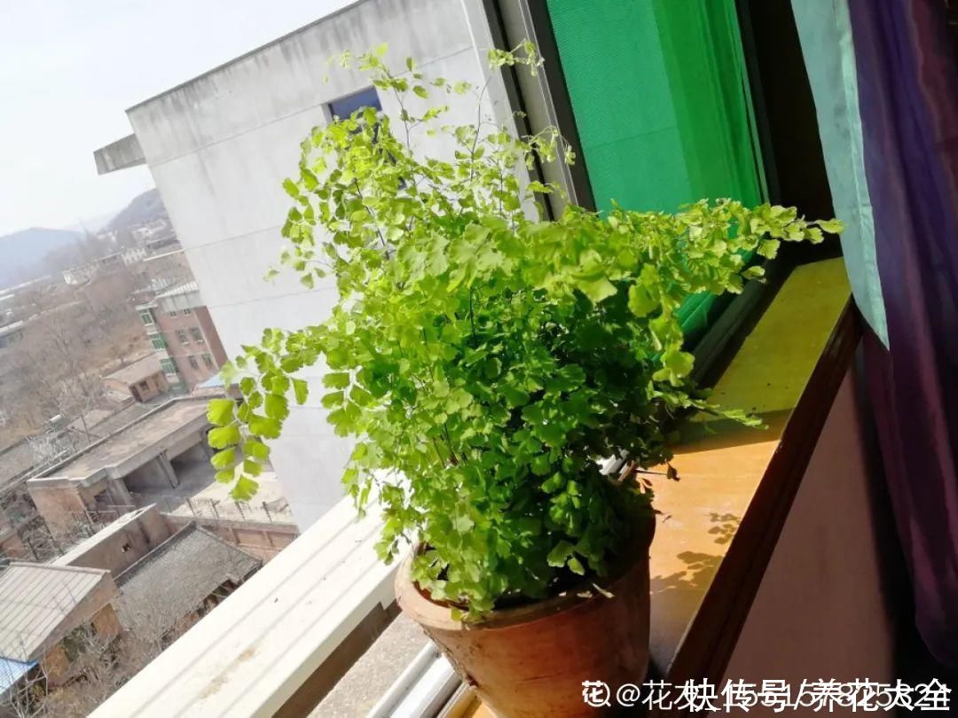 夏天怕晒的花，赶紧搬到阴凉地儿，再晒成枯杆了