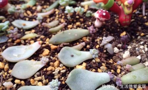  扦插成活|3种漂亮花，一根枝条插一盆，一盆变多盆，养成小花园！