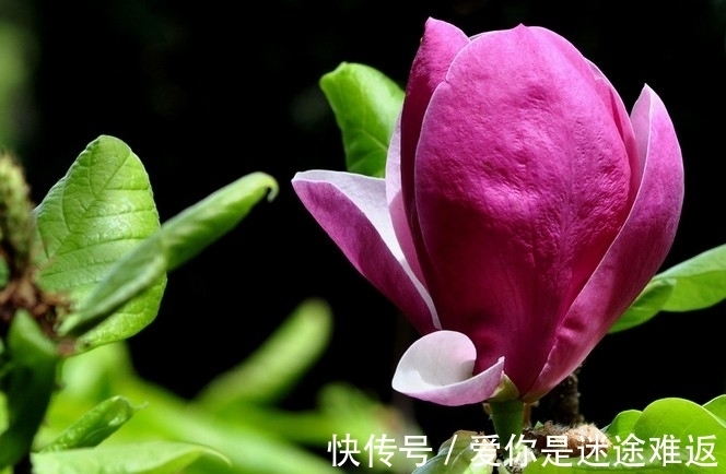 此花是教师节流行的花,代表着高尚的灵魂,但是还是有别样的风情