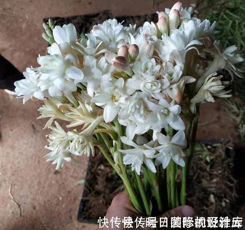5种“香水花”,妖娆又艳丽,家里养一盆,比香水都好闻