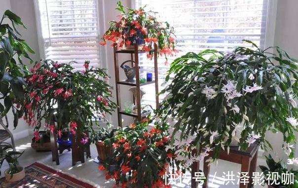 养君子兰、长寿花、蟹爪兰,不开花怎么办别怕,学它就对了