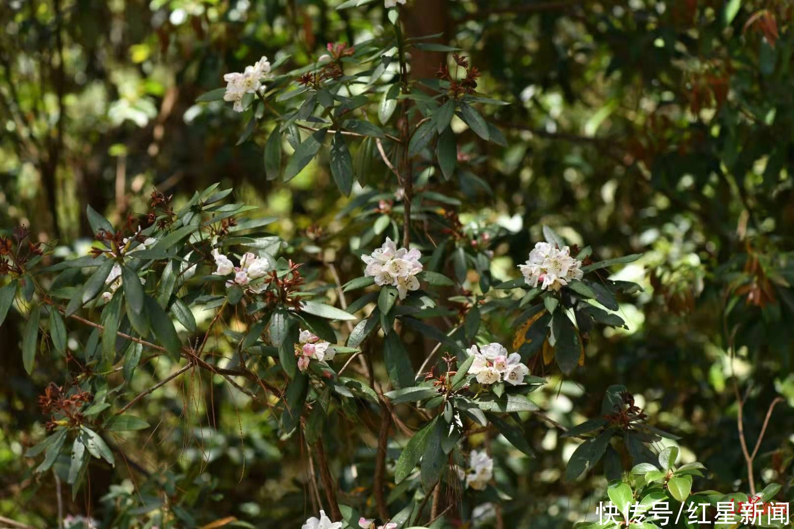 地方 这个地方发现桃叶杜鹃花,属四川省首次在野外发现
