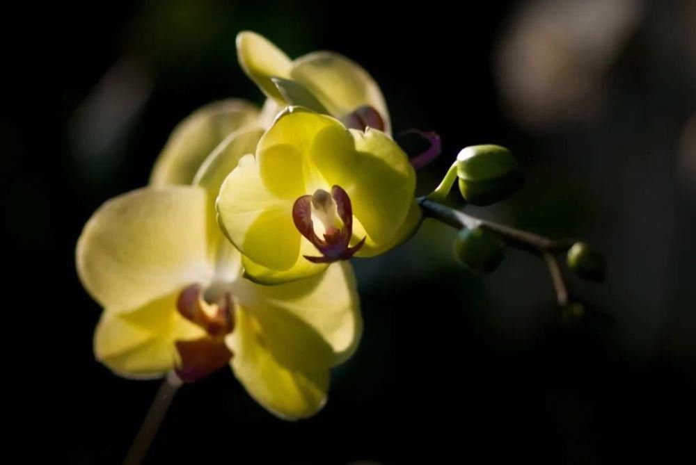 蝴蝶兰在家里怎么养？这些问题的解答来了！