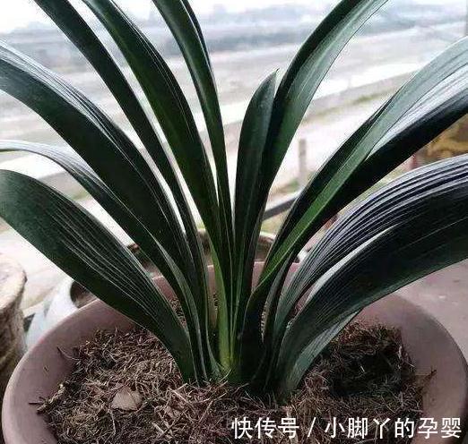 君子兰长得慢，不抽花箭，离不开2个原因，这些你做对了吗