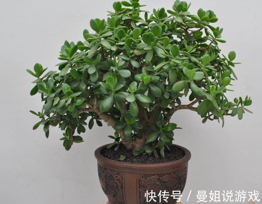 冬天养玉树,想盆栽叶绿茂盛,除了掐枝,还需抓住这几个关键点