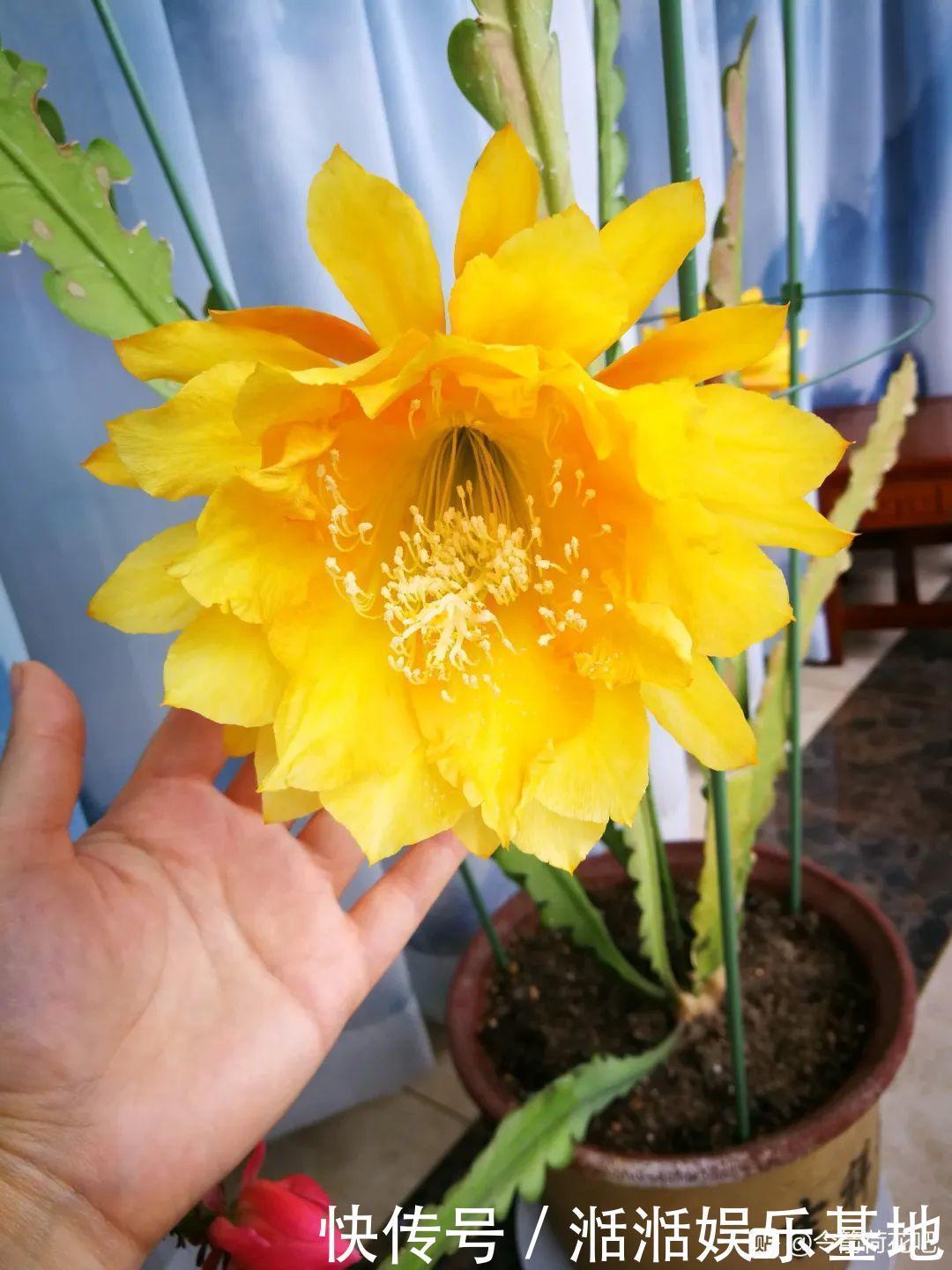 大爷家荷花种在花盆里，1次开花20朵，比巴掌还大！