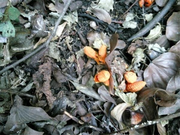 中华草本|常被误认有毒，如今不少人去采摘，一斤12元，农民太疯狂了