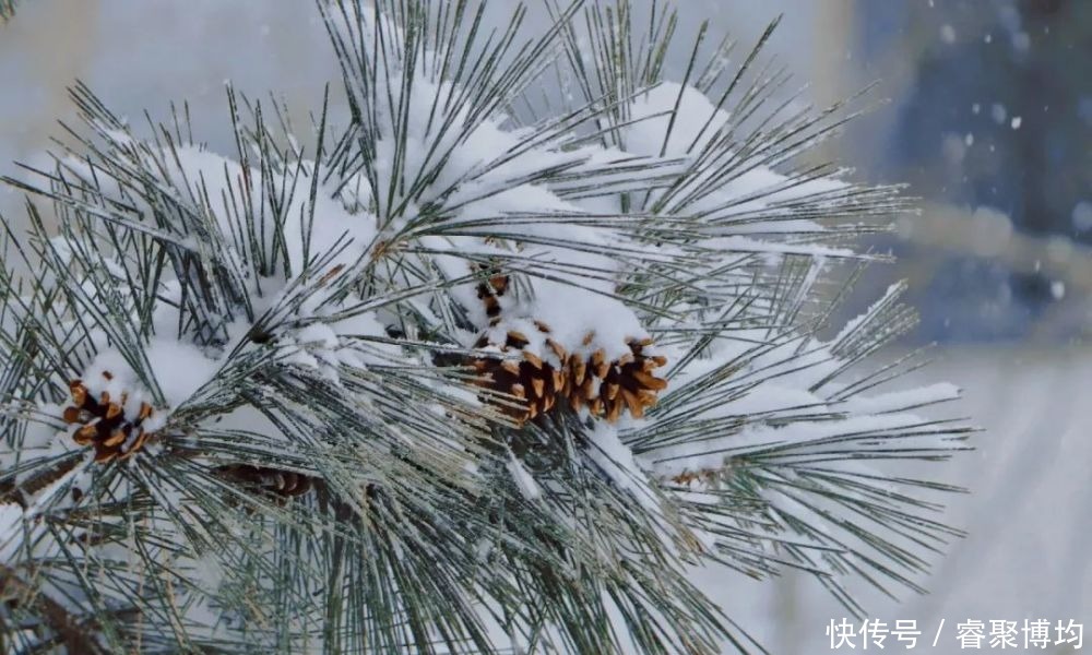 漫天寒凝洗尘襟，大外与你共风雪