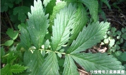 药用价值|乡下一种植物，人称“地仙草”，药用价值很高，遇到尽量别采挖