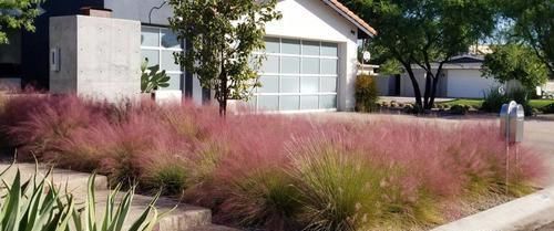 灿烂|又到了粉黛乱子草花开灿烂的时节,在院子就能种,花朵如云雾