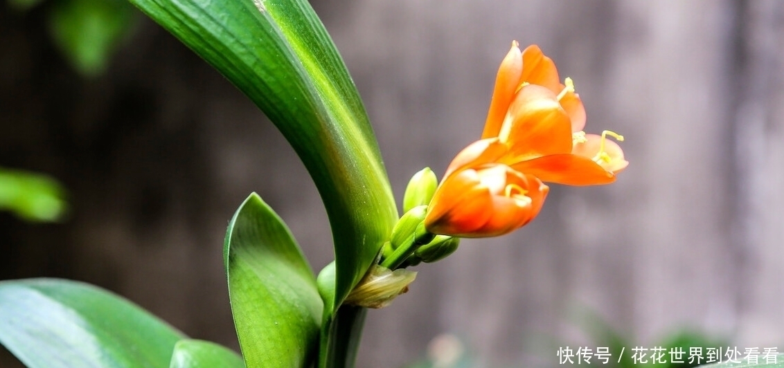 冬天养这5种花,浇水容易死,“管住手”才能多开花