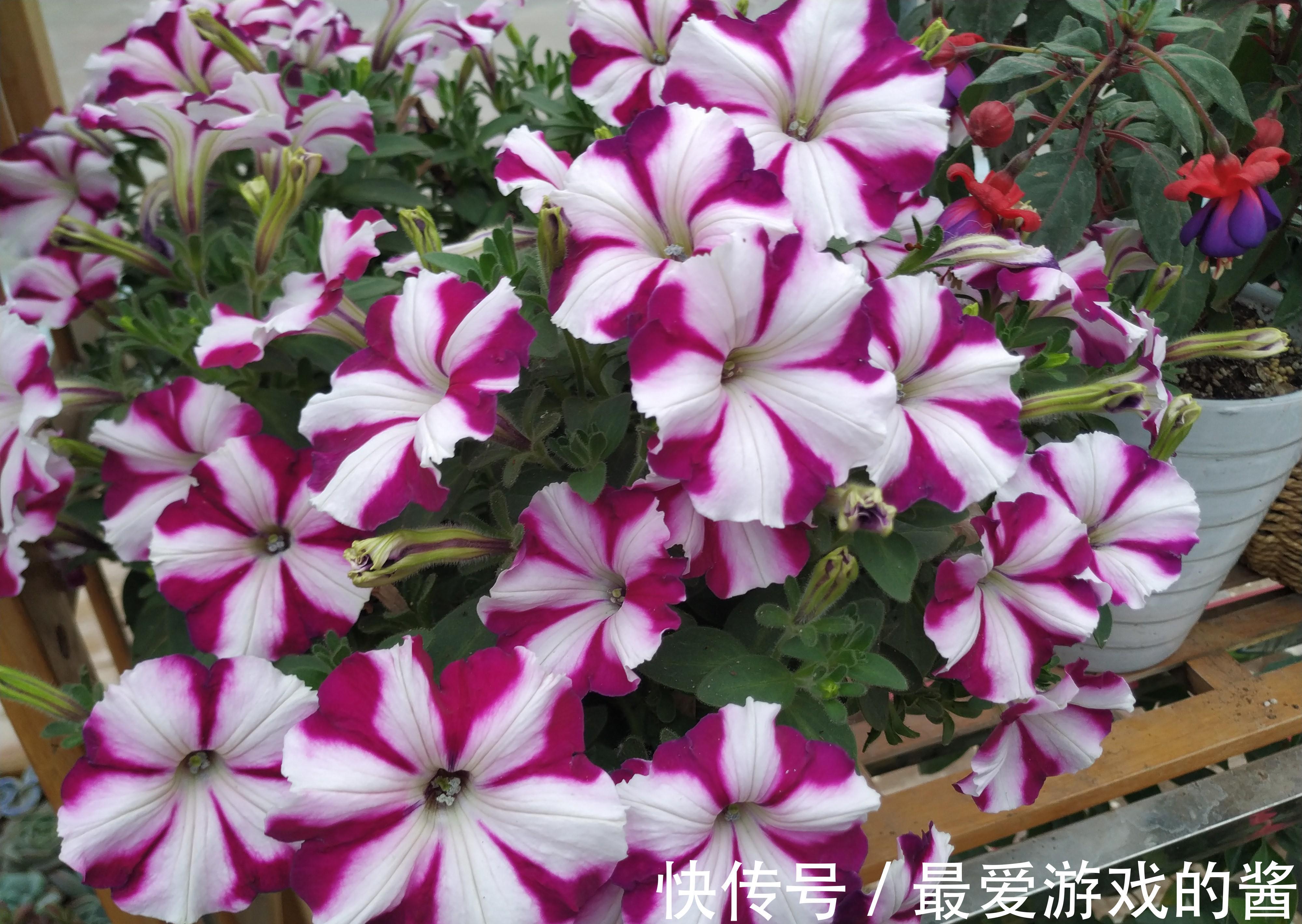 农历9月24日霜降后,养什么花?以下3种花,工作顺心事业有成