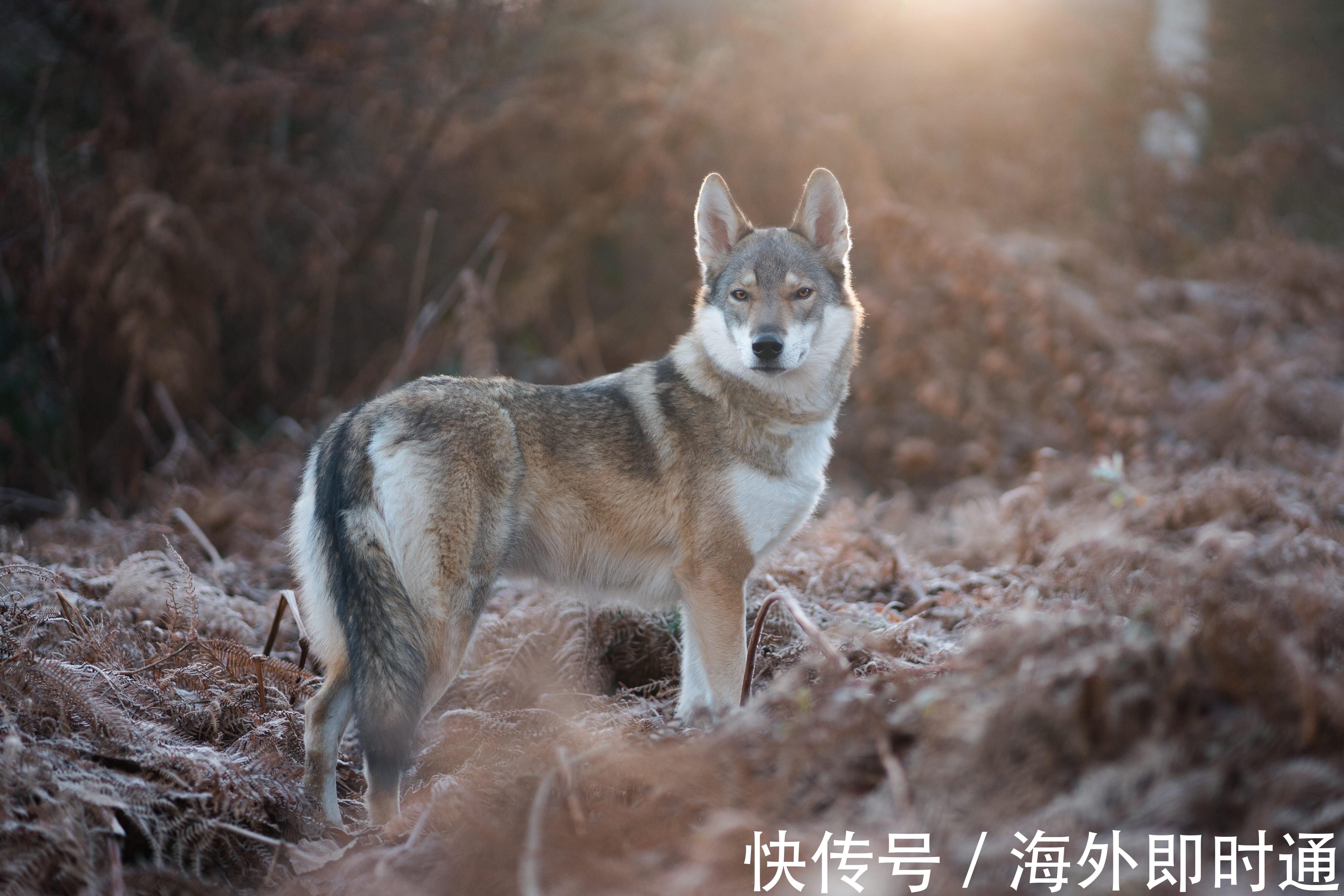 物种|皮毛贸易组织：加拿大鹅决定不用土狼皮毛不会停止对该物种的扑杀