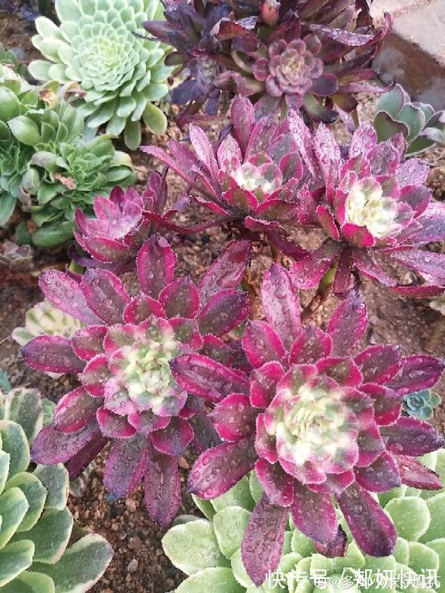 秋天多肉砍1刀,立马爆出一圈芽,1盆变10盆不花钱