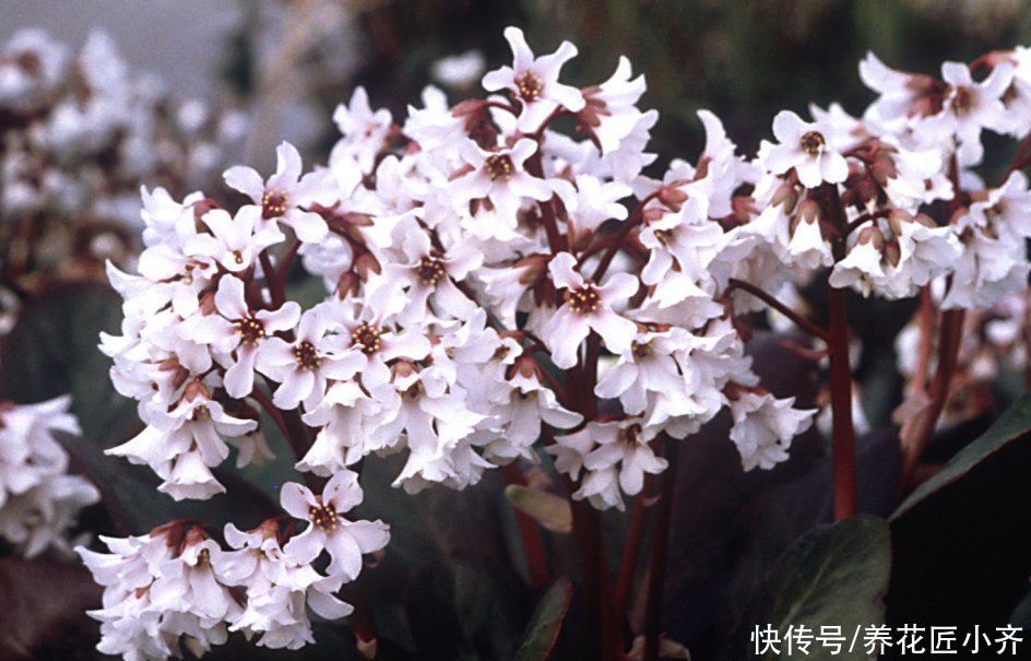 此“白菜”不仅可食用，开花非常美，低温冻不死，春季开花开成串