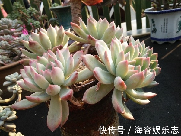 浇水|多肉植物叶片变薄怎么办教你3个小妙招，叶片肥厚，晶莹剔透