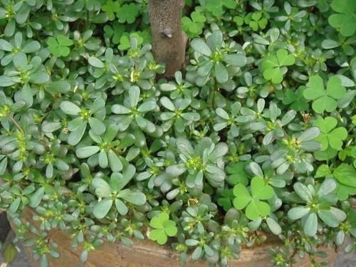 马齿菜|这野菜,被称为餐桌上的“胰岛素”,用来凉拌非常美味!