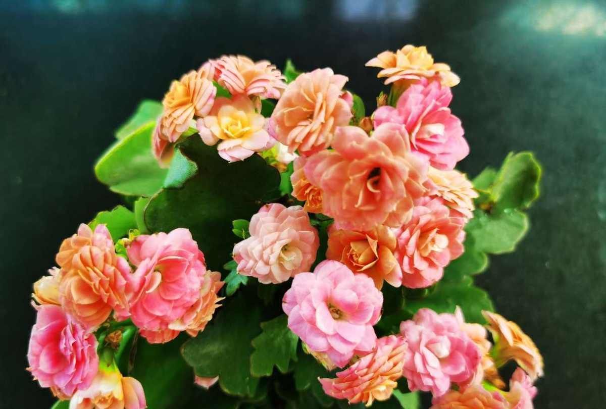 需要“干养”的花几种花，不怎么喜水，否则全都烂根了