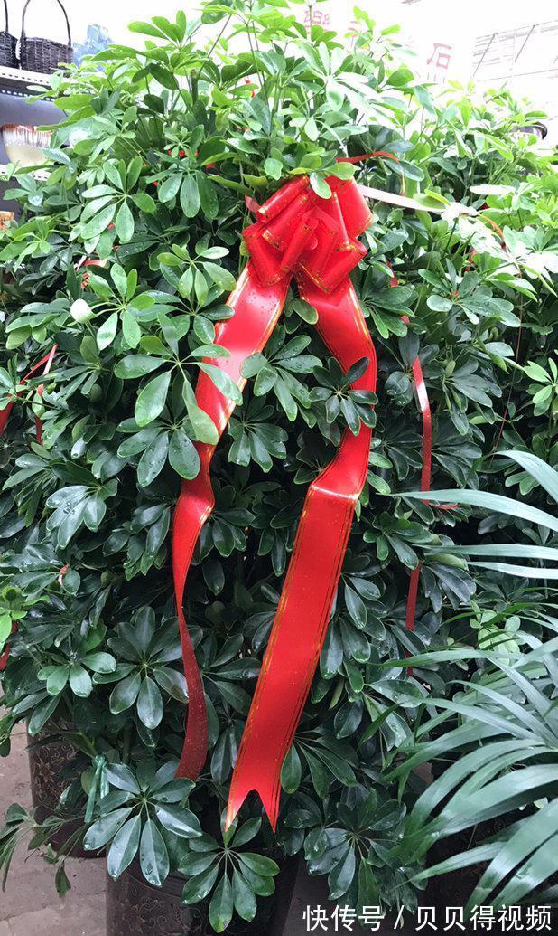 6种“聚财花”,养在家里好兆头,漂亮又大气,还有好运满满