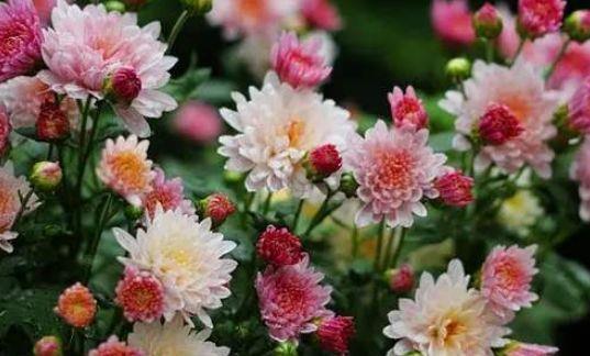 几款花卉养在家里,挤满整个阳台,冬天一样开得很美