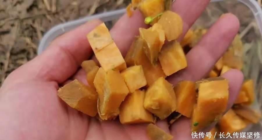 热天必备!这鲤鱼钓法简单易上手,高手们都在用
