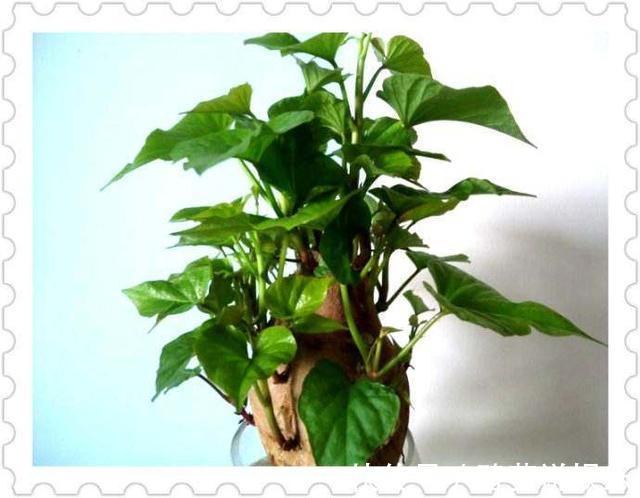 盆栽|1斤叶子顶得上人参!自家在家盆栽一盆天天摘着吃!