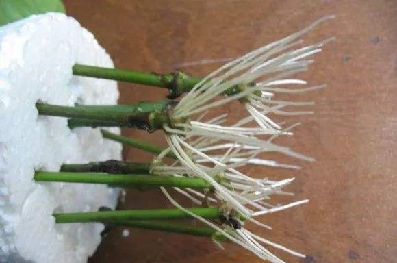 这种扦插神器你都扔了亏大了,赶紧捡回来!