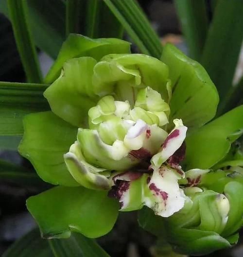 此兰花获奖无数,以前万元一苗,现跌成普草,花型罕见,香味扑鼻