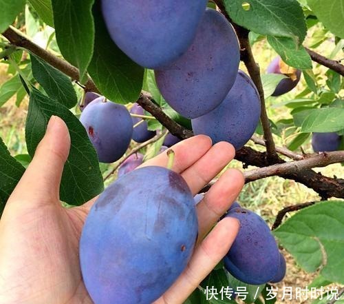 3年才挂果,进口的30一斤国产卖10元,但国产的果子没人认