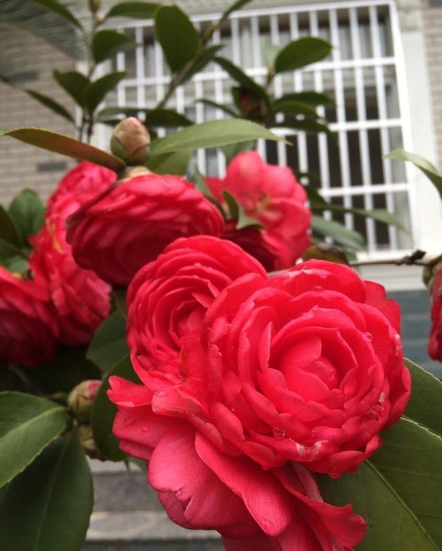 腐叶土|养花用什么土好这样“用土”,土不板结,茁壮生长,开花很旺