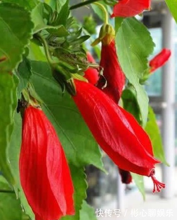 以下这种花,盆栽简单好养,花期全年蹭蹭长,超乎想象